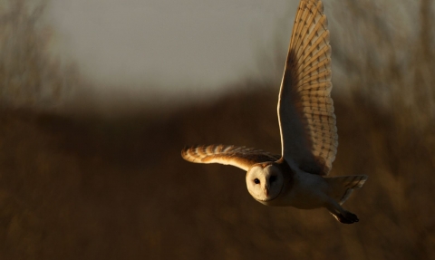 Hunting Barn Owl at Gribben Head by Ian McCarthy(1)