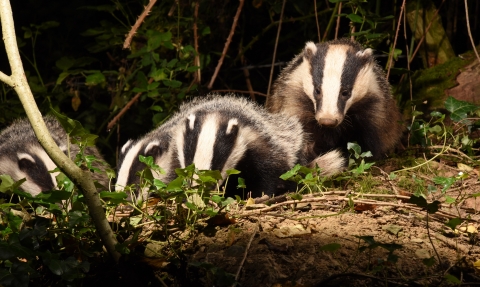 Badgers by David Lidstone 