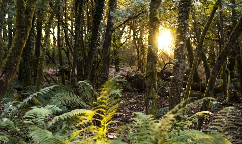 Sunset through the trees