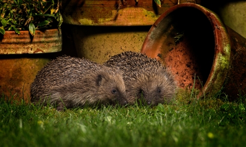 Hedgehogs