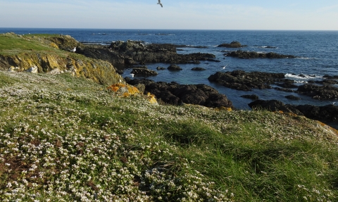 Photo of Scurvygrass along coast of Looe Island