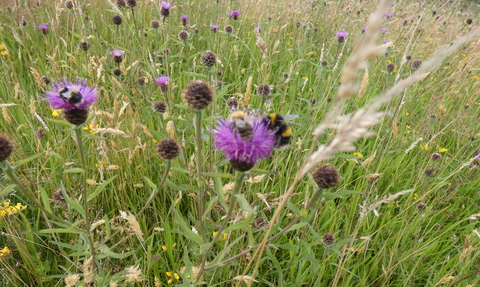 Wildflowers at Meadowside