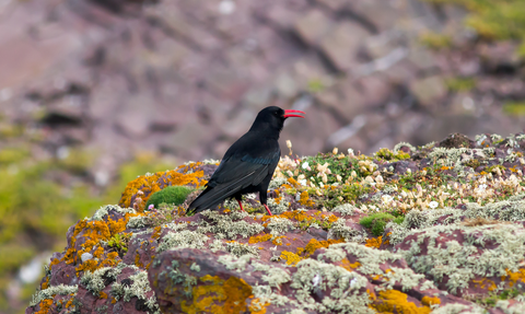 Chough Mike Snelle