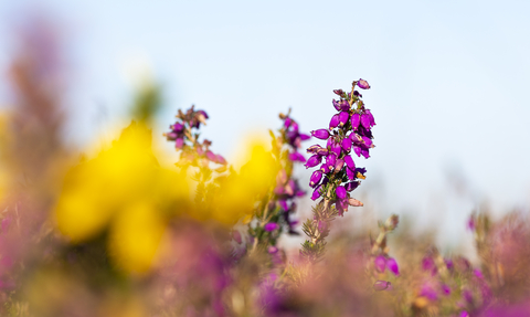 Heather close up at Cornwall Wildlife Trust's nature reserve, Baker's Pit. Image by Ben Watkins