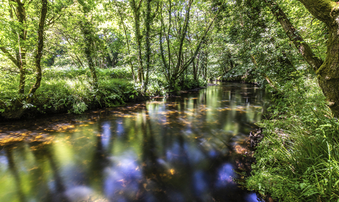 River Fowey from Cornwall Wildlife Trust's Cabilla & Redrice Wood nature reserve. Image by Ben Watkins