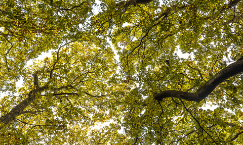 Autumn leaves at Devichoys Wood. Image by Ben Watkins