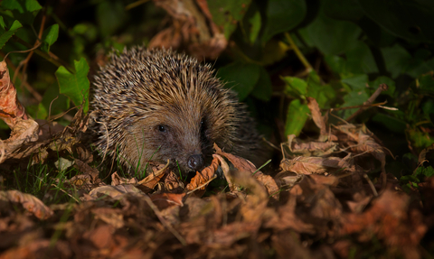 A hedgehog snuffling around in the leaf litter