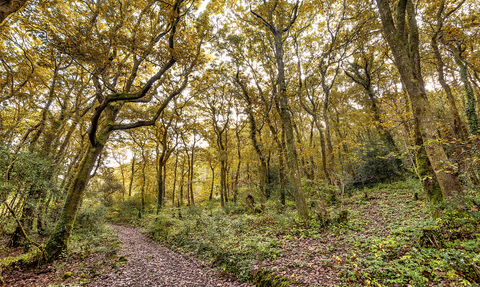 Cornwall Wildlife Trust's Devichoys Woods Nature Reserve in Autumn. Image by Ben Watkins