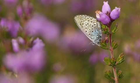 Silver-studded Blue butterfly