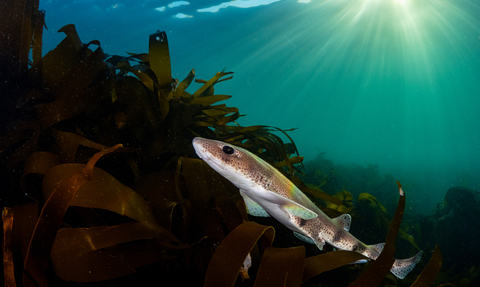 Small-spotted catshark swimming past a bed of kelp