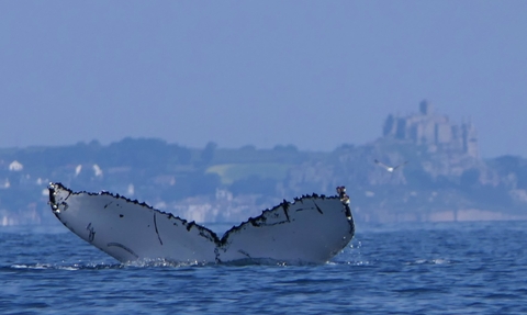 Humpback whale