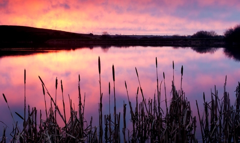 Lower Tamar Lake at sunset. Reeds can be seen in the foreground. The sky is purple, as is the water in the reflection.