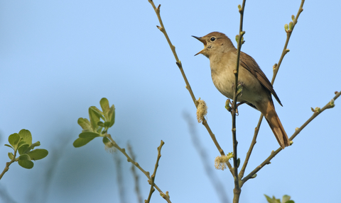 Nightingale (c) Chris Gomersall/2020VISION