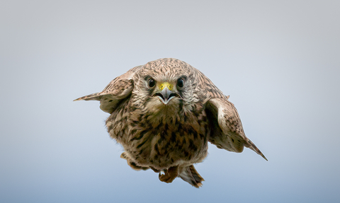 Kestrel in stoop mode