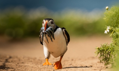 puffin walking along a sandy path with sandeels in the beak