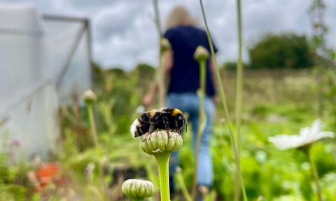 Close up of a bee on a plant in an allotment, a person walks away towards a greenhouse in background