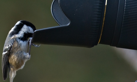 Bird hanging on the edge of a camera