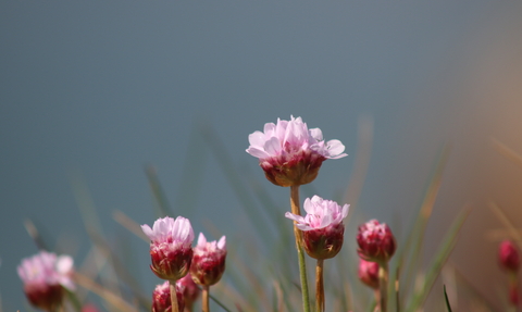 Close up of thrift