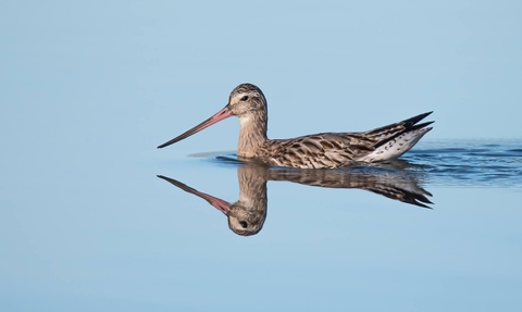 an entry from the 2024 Cornwall Wildlife Trust photography competition shows a bar tailed godwit with it's reflection in a still blue body of water