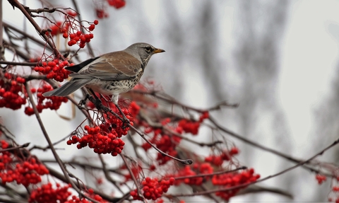 Fieldfare. Image by Andrew Hankinson