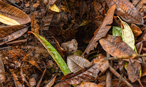 A weasel looks up from within a hole, surrounded by leaves