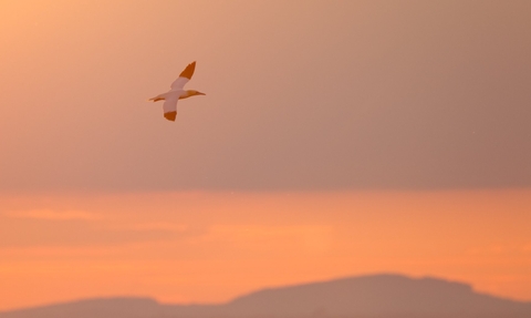 Gannet