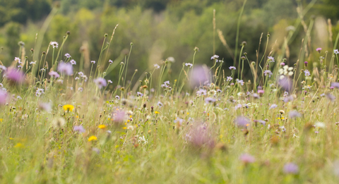 Become A Trustee | Cornwall Wildlife Trust