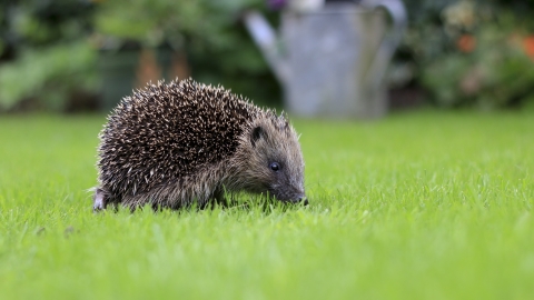 European Hedgehog | Cornwall Wildlife Trust