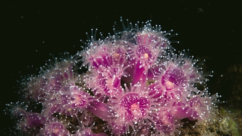 anemona jewel