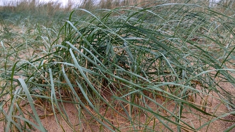 How to identify grasses