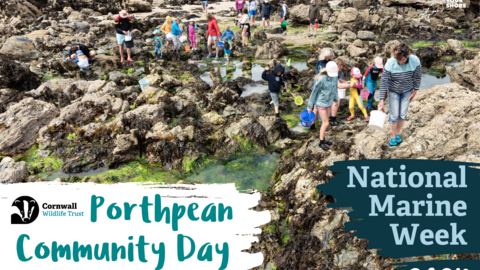 People rockpooling with text that reads National Marine Week 2024 Porthpean Community Day