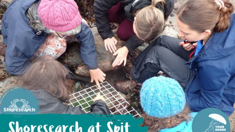 A group of people looking at a grid over a rockpool