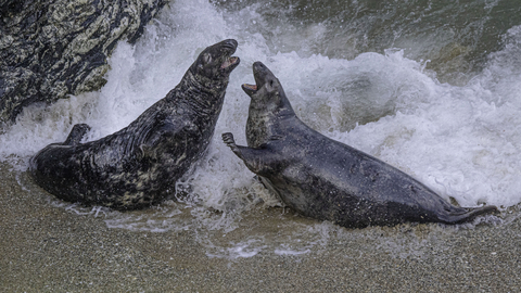 Atlantic grey seals at Polly Joke