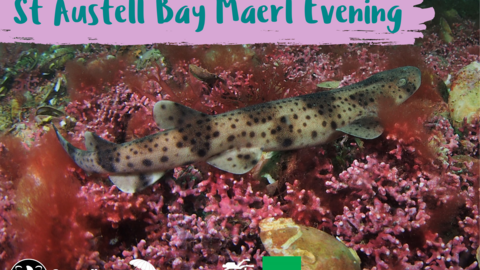 A small spotted catshark swims over pink maerl. The text "St Austell Bay Maerl Evening" is displayed above the scene, with logos for Cornwall Wildlife Trust, Seasearch, and Natural England at the bottom.