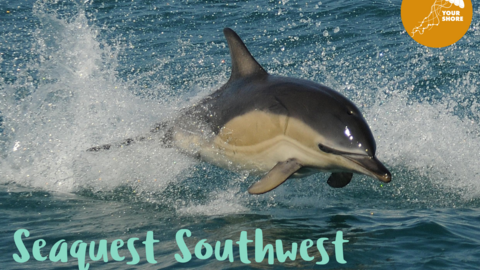 A dolphin jumps out of the sea, water splashing around. Blue text reads Seaquest Southwest, Marine Mammal Survey Training