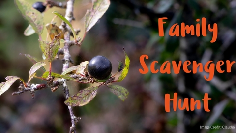 A close-up of a branch with a small black sloe berry and greenish leaves, set against a blurred natural background. The text "Family Scavenger Hunt" appears in bright orange on the right side, with a photo credit to Claudia Phillips in the lower right corner.