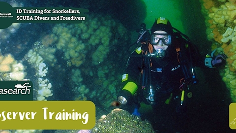 A scuba diver underwater