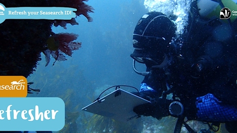 A diver noting on a clipboard underwater, seaweed in the background