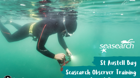 A person snorkelling holding a light underwater with text: Seasearch St Austell Bay Seasearch Observer Training for snorkellers