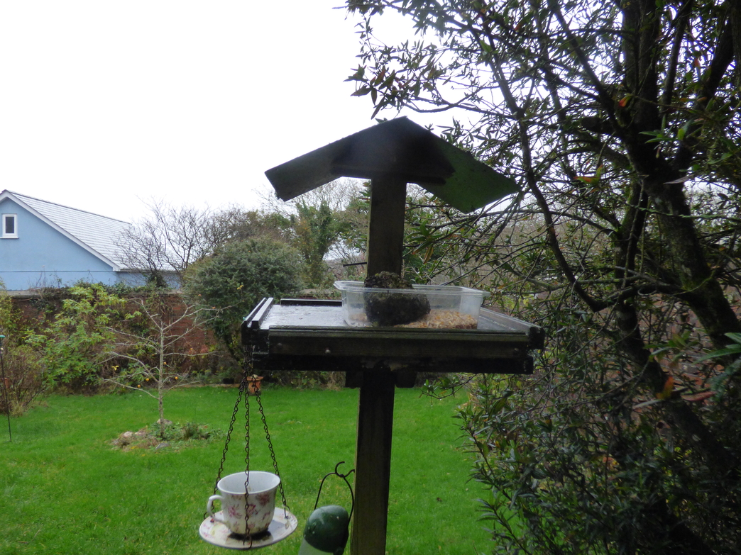 A winter wildlife-garden wander | Cornwall Wildlife Trust