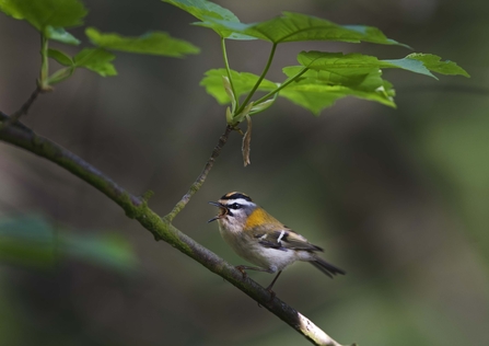 Firecrest