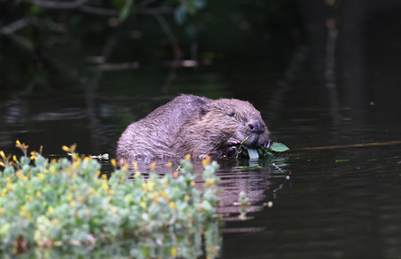 Beaver eating