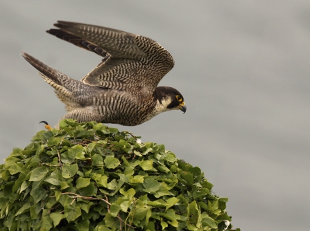 Peregrine in pursuit Lantic Bay Wild Cornwall Film Ian McCarthy