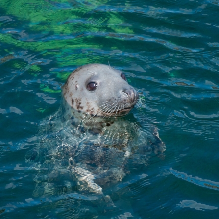 Grey seal - Caz Waddell