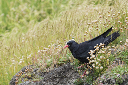 Visit Cornwall | Cornwall Wildlife Trust