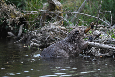 Beaver building dam