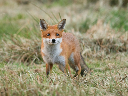 Inquisitive fox by Adrian Langdon