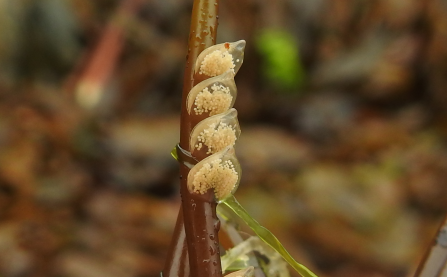 Netted Dog Whelk Eggs by Claire Lewis