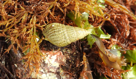 Netted Dog Whelk by Claire Lewis