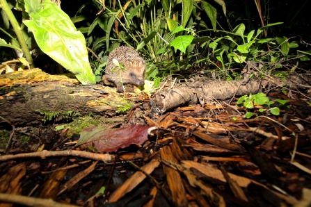 Hedgehog by Martin Yelland